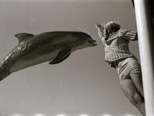 Dolphin Lover