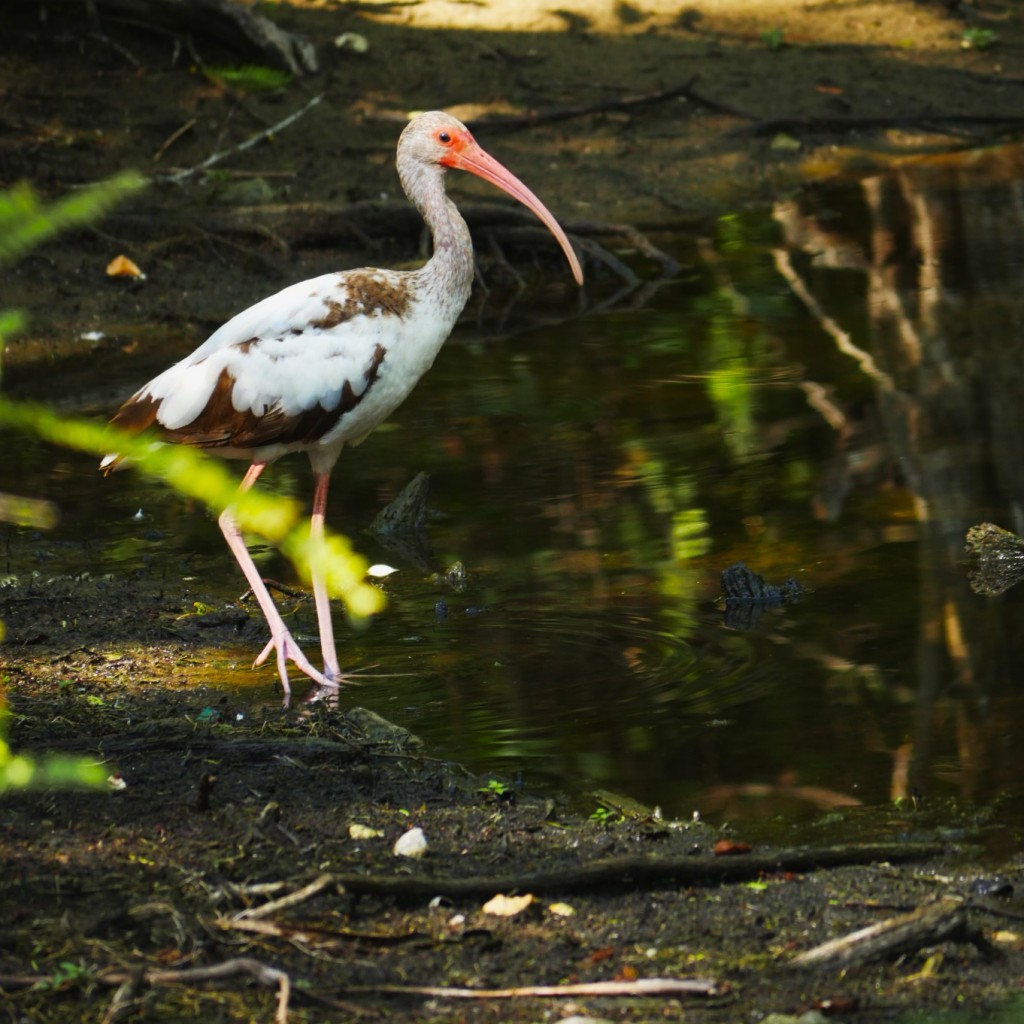 White Ibis