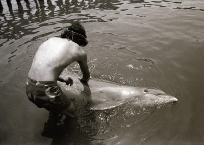 Dolphin Lover 9