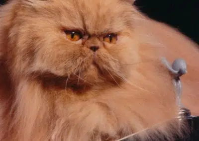 Cherry Pop: The Story of the World’s Fanciest Cat
